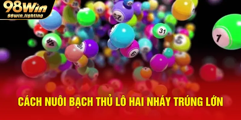 Cách nuôi bạch thủ lô hai nháy trúng lớn