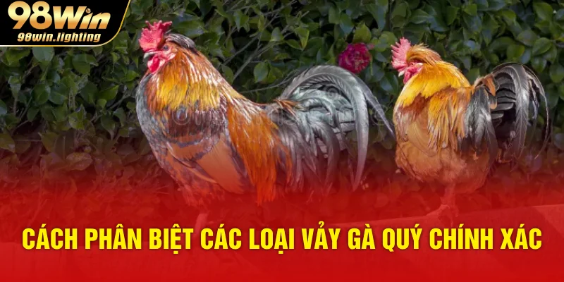 Cách phân biệt các loại vảy gà quý chính xác