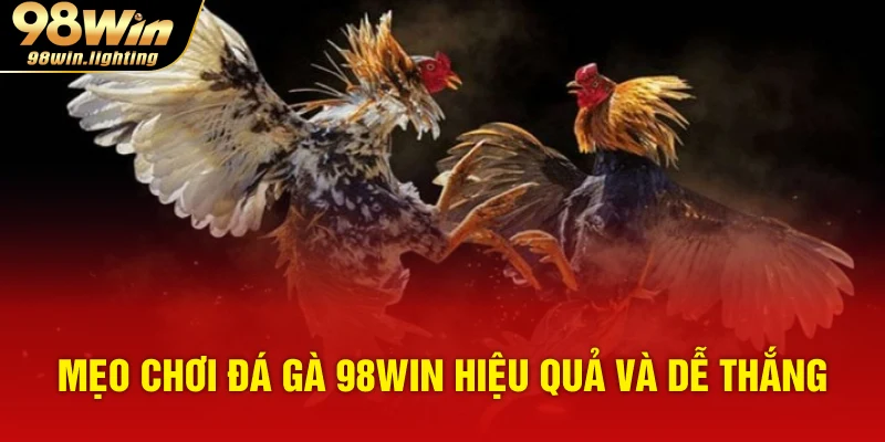 Mẹo chơi đá gà 98WIN hiệu quả và dễ thắng
